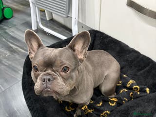 French Bulldog dogs Blue French Bulldog Female - Advert 15