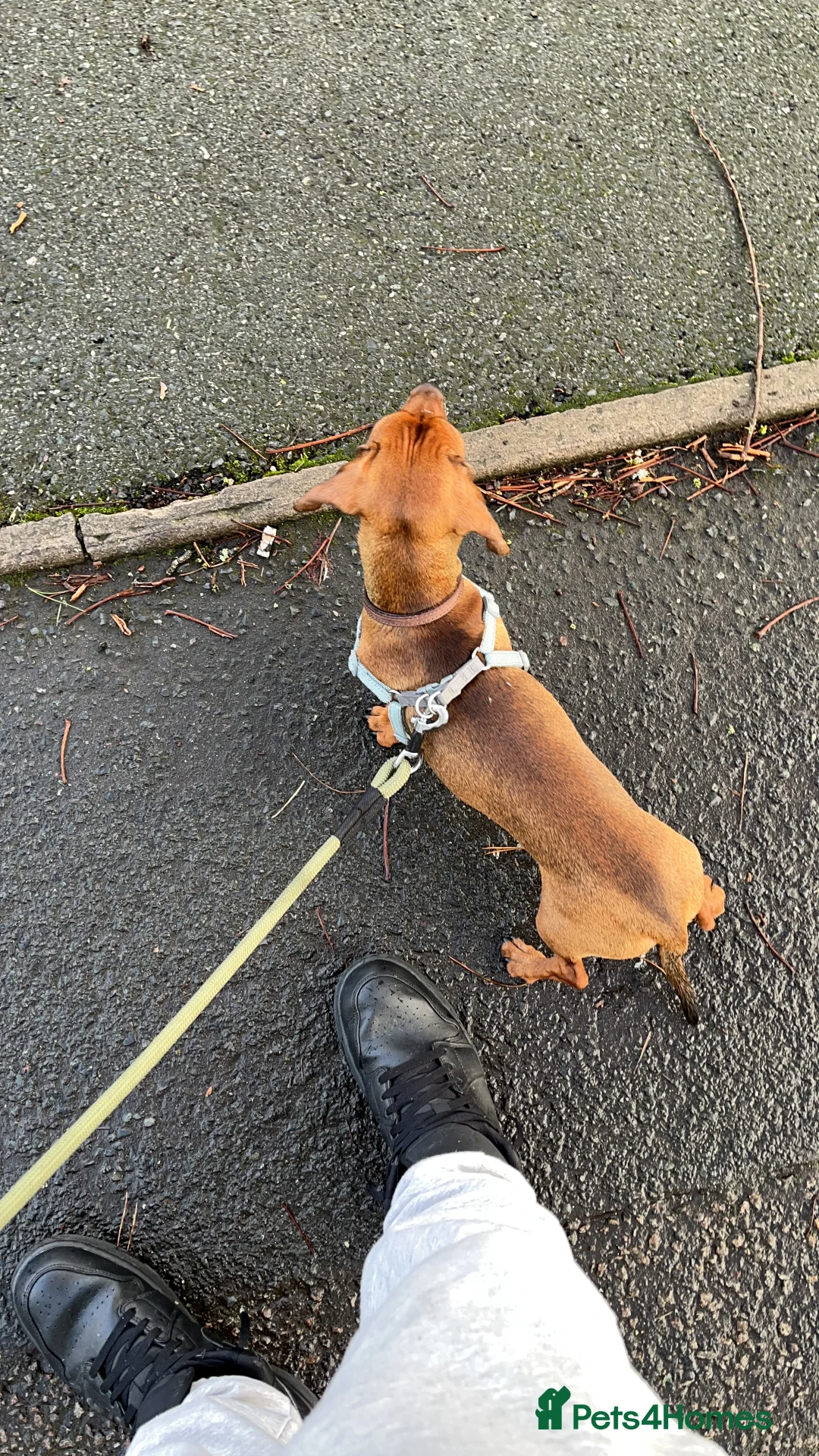 Dachshund dogs for sale: 1 year old Dachshund  - Advert 4