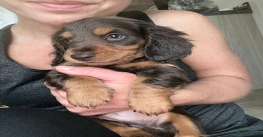 Miniature Dachshund dogs - Advert 6