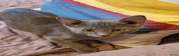 Russian Blue cats for sale: Last Russian Blue Boy - Advert 5