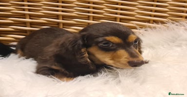 Miniature Dachshund dogs - Advert 9