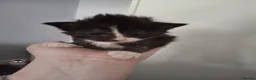 Mixed Breed cats for sale: 2 kittens left in litter - Advert 9