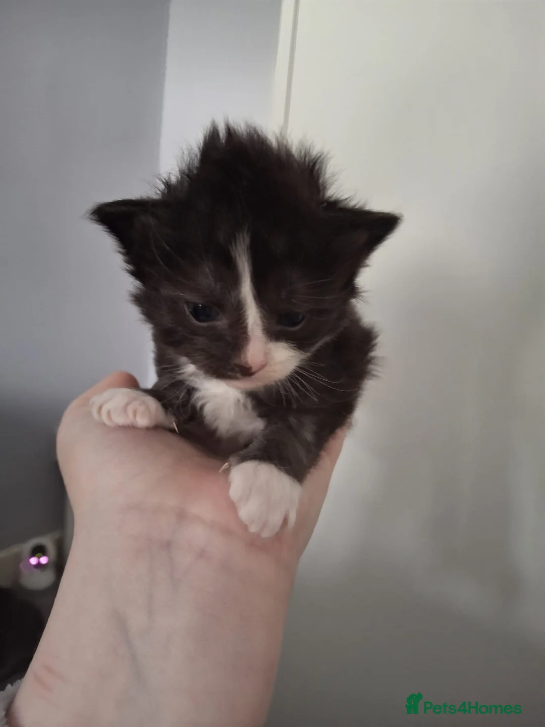 Mixed Breed cats for sale: 2 kittens left in litter - Advert 9