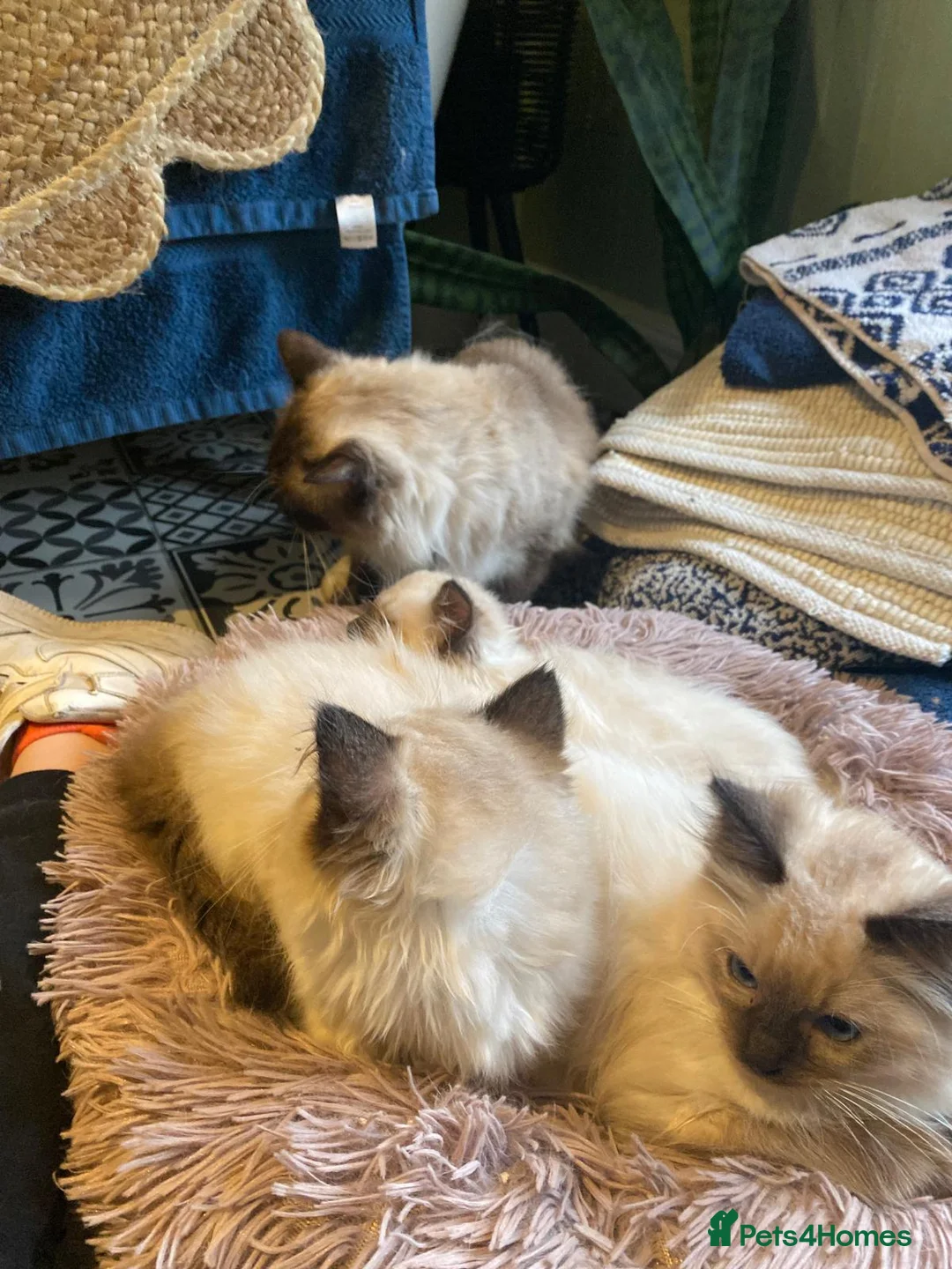 Ragdoll cats for sale: 3x stunning GCCF reg ragdolls remanding.   - Advert 15