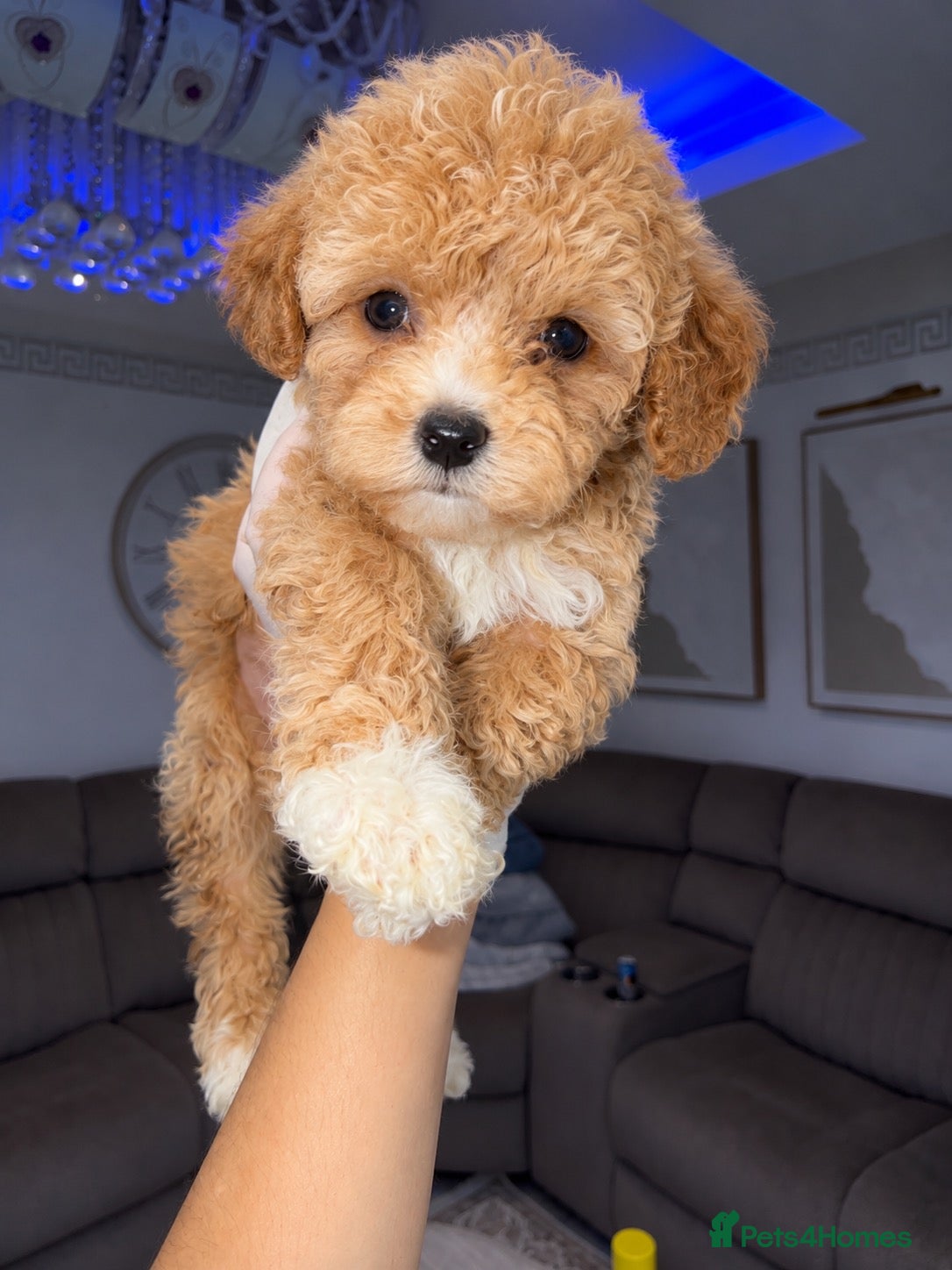 Maltipoo dogs 💫⭐️💥Beautiful Asian Maltipoo puppies💫⭐️💥 - Advert 5