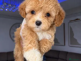 Maltipoo dogs 💫⭐️💥Beautiful Asian Maltipoo puppies💫⭐️💥 - Advert 5