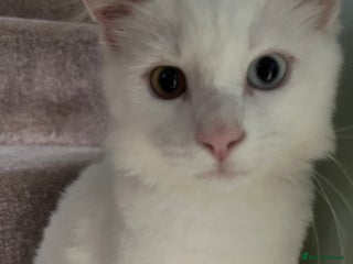 British Longhair cats - Advert 34