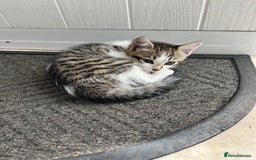 Domestic Shorthair cats for sale: Tabby male kitten for sale - Image 1
