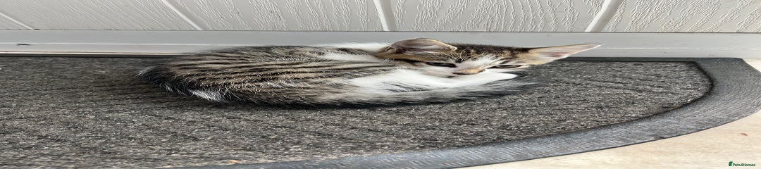 Domestic Shorthair Kitten