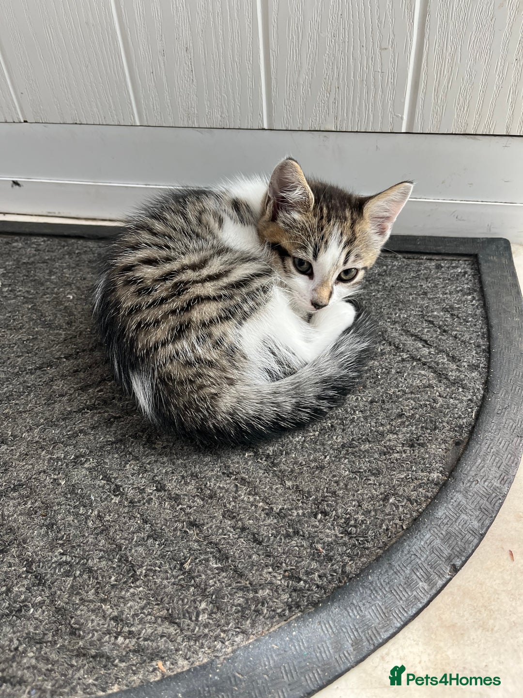 Domestic Shorthair cats for sale: Tabby male kitten for sale - Image 1