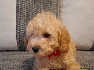 Cavapoo dogs Beautiful f1b Cavapoo puppies - Advert 2