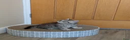 British Shorthair cats for sale: British Shorthair kittens in Derby - Advert 12