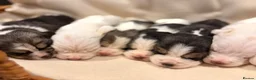 Beagle dogs for sale: 🐾 STUNNING KC REGISTERED BEAGLE PUPPIES 🐾 - Advert 4