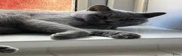 British Shorthair cats for sale: Beautiful blue British shorthair cats  - Advert 4