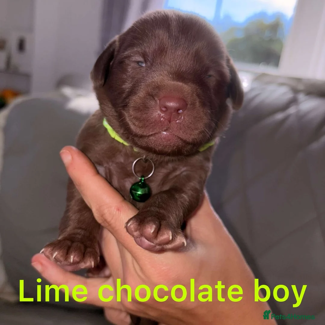 Labrador Retriever dogs for sale: Chocolate/Yellow/Black KC Reg Labrador Retrievers  - Advert 1