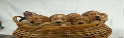 Cocker Spaniel dogs for sale: Cocker spaniel - Advert 4
