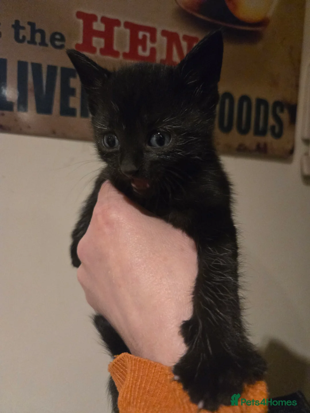 Mixed Breed cats for sale: Gorgeous black kittens house reared. - Advert 5