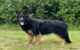 German Shepherd dogs for sale: TAKE FIVE - Image 6