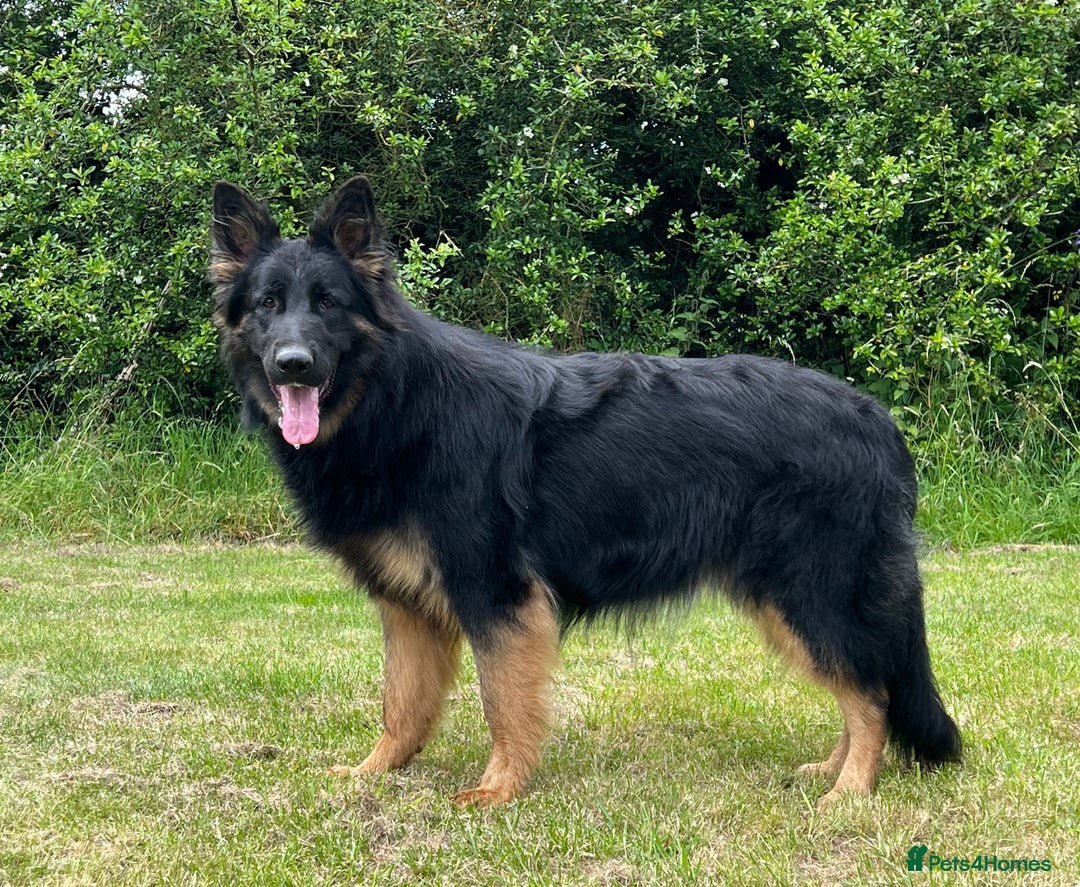 German Shepherd dogs for sale: TAKE FIVE - Image 6