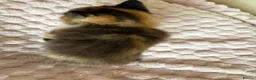 Mixed Breed cats for sale: Beautiful Fluffy Maine Coon Cross kitten  - Advert 5