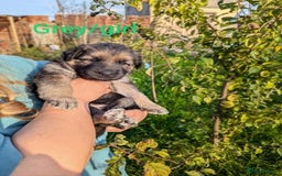 German Shepherd dogs for sale: GSD Puppies Available  - Image 1