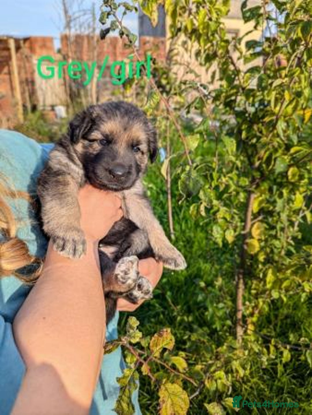 German Shepherd dogs for sale: GSD Puppies Available  - Image 1
