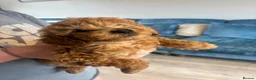 Toy Poodle dogs for sale: Beautiful Litter of Toy Poodle Pups  - Advert 10