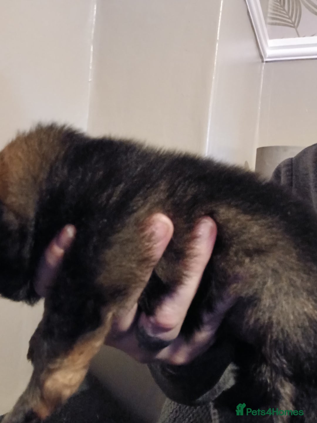 Pomeranian dogs for sale: Pomerian pups  - Image 19