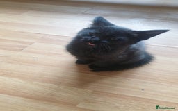 Maine Coon cats for sale: Maine coon cross kittens  - Image 6