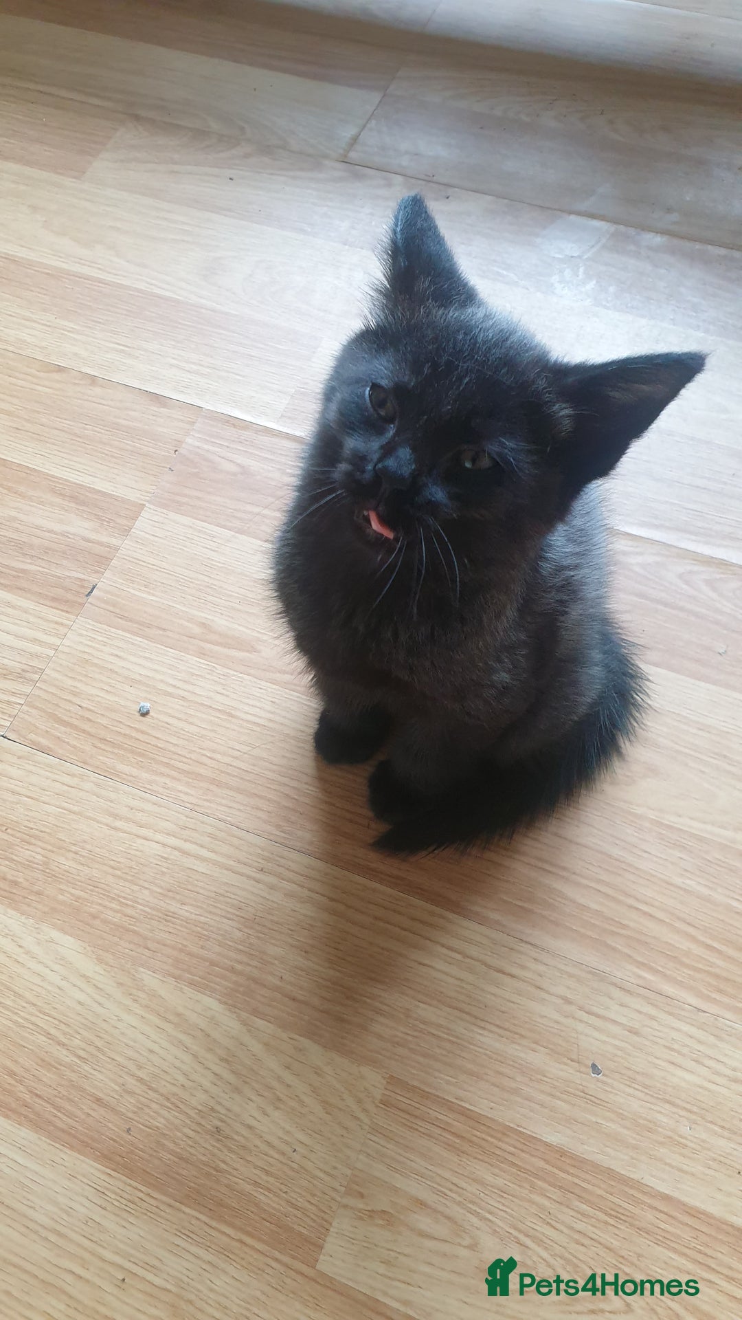 Maine Coon cats for sale: Maine coon cross kittens  - Image 6