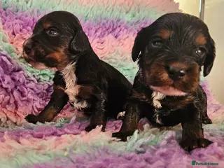 Cockapoo dogs Licensed breeder Show cockapoo litter! BOYS ONLY - Advert 19