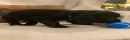Sprocker dogs for sale: 8 beautiful healthy friendly little Sprocker pups - Advert 38