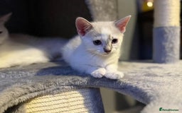 Turkish Angora cats for sale: Turkish Angora kittens - Image 6