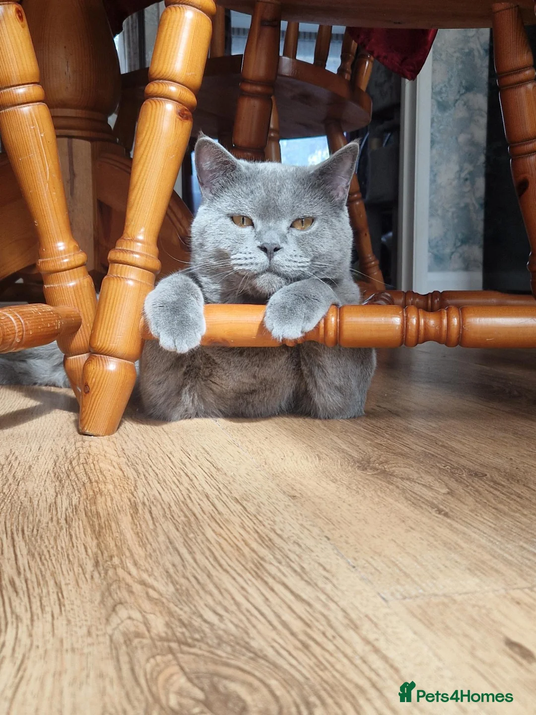 British Shorthair cats for sale: Mum Scottish straight and Dad British shorthair in Boston - Advert 5