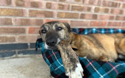 Mixed Breed dogs for adoption: Camel - Image 1