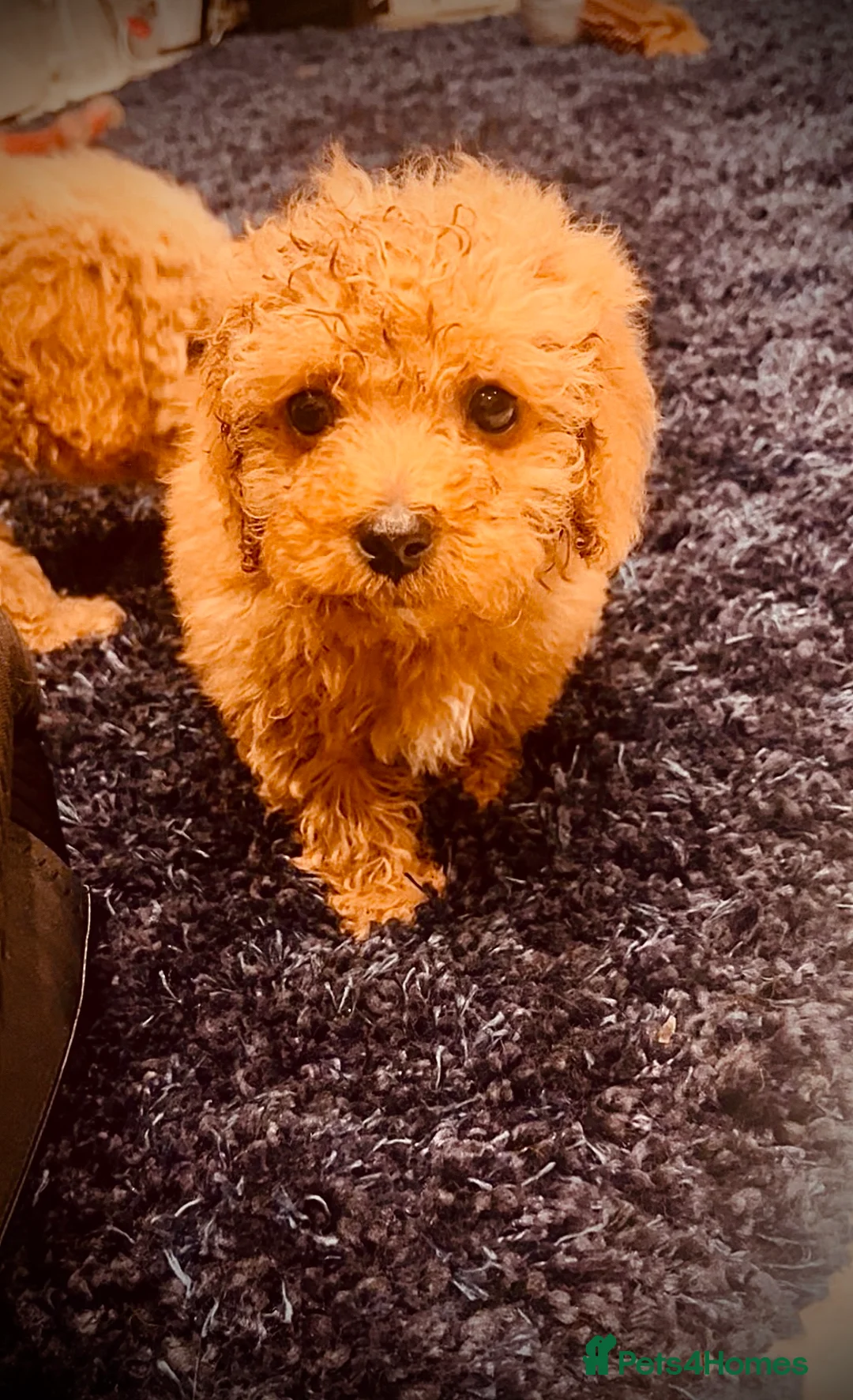 Miniature Poodle dogs for sale: Miniature Poodles!!! with 400 Health Tests!!! - Advert 36