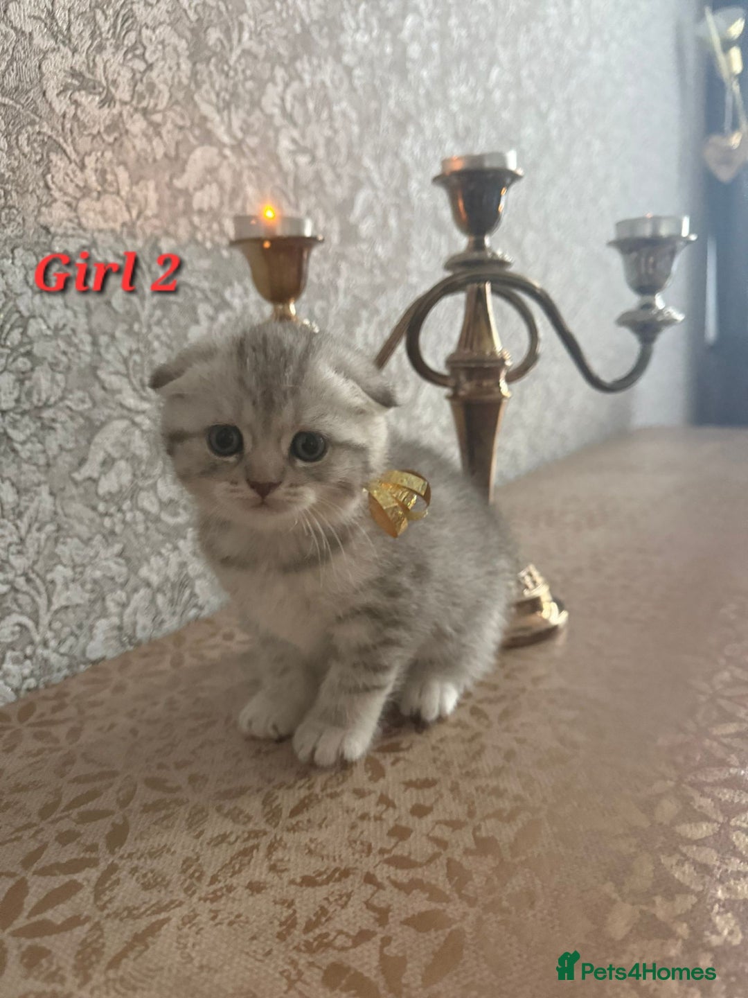Scottish Fold cats for sale: Adorable Scottish fold silver kittens  - Image 4