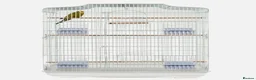 Budgerigars birds for sale: Large white bird cage - Advert 1