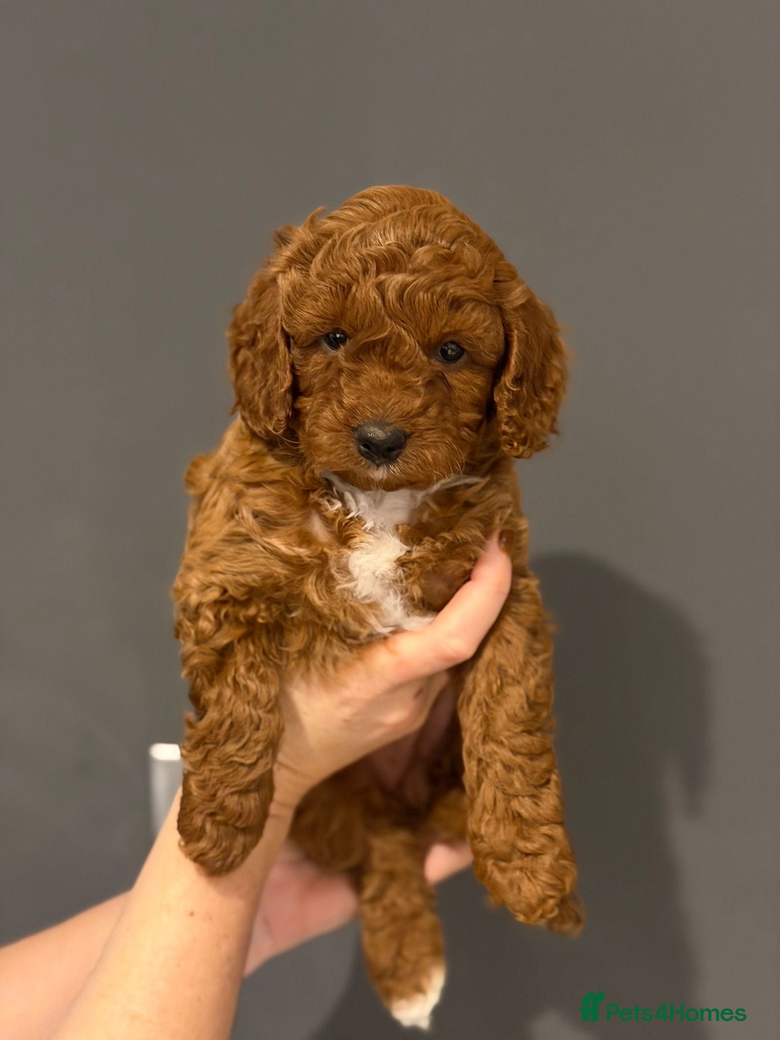 Cockapoo dogs Gorgeous red F1b cockapoo puppies  - Advert 2