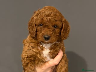 Cockapoo dogs Gorgeous red F1b cockapoo puppies - Advert 8