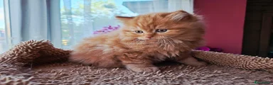 Scottish Kitten 1/boy