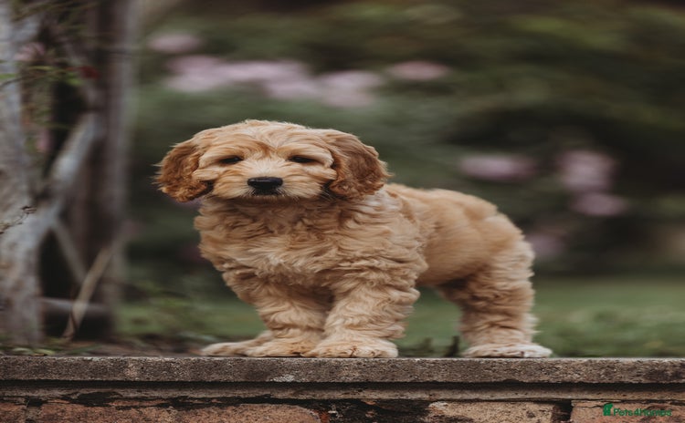 Australian Labradoodle dogs in Northolt - Advert 1