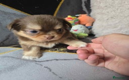 Chihuahua dogs for sale: 3 Adorable little princes chihuahua puppies - Image 23