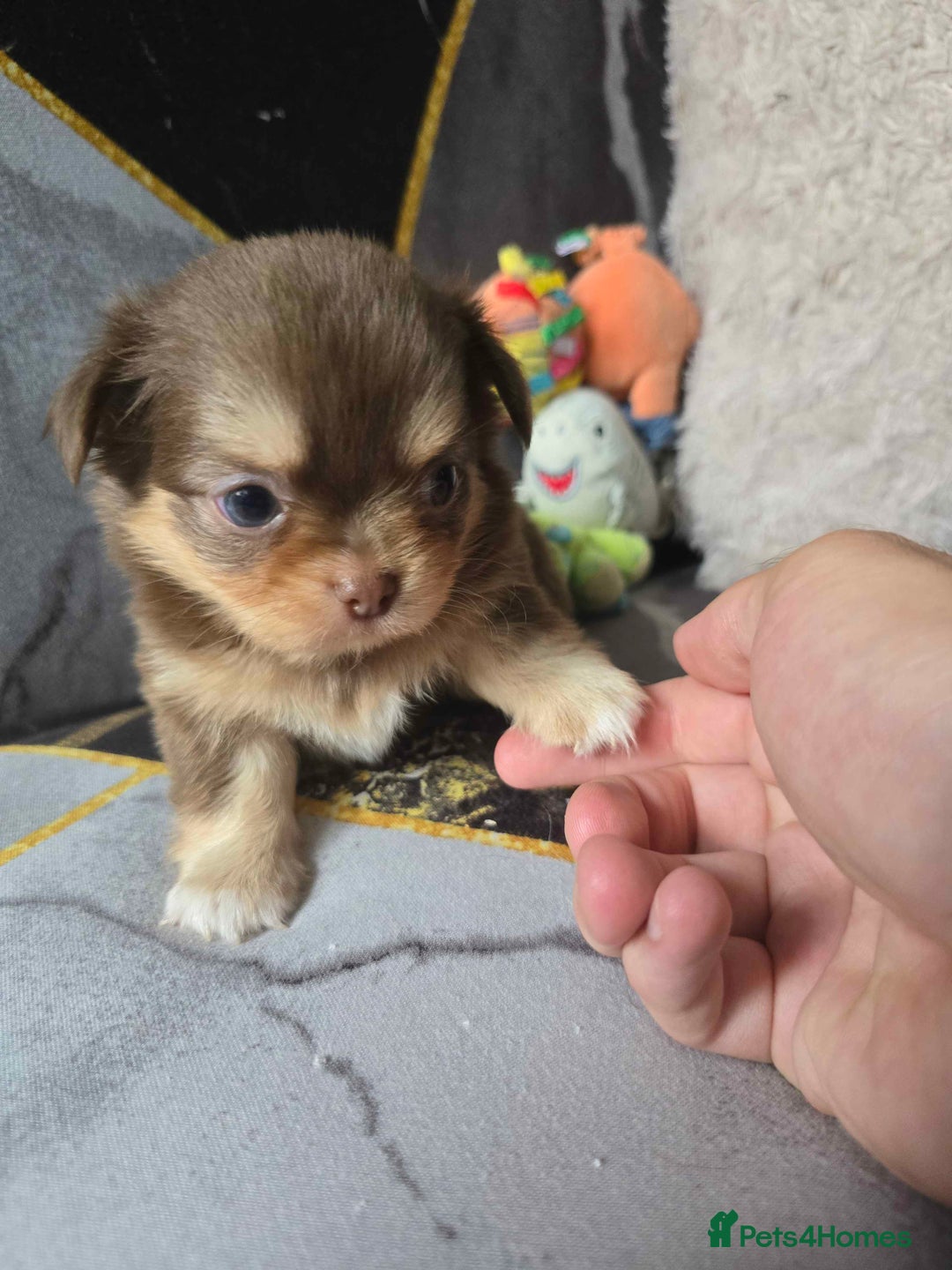 Chihuahua dogs for sale: 3 Adorable little princes chihuahua puppies - Image 23