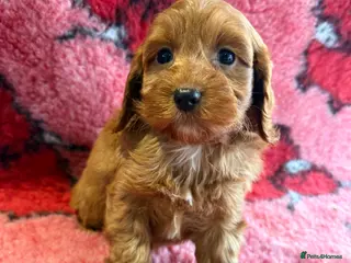 Cockapoo dogs DEEP RED COCKAPOOS - Advert 5