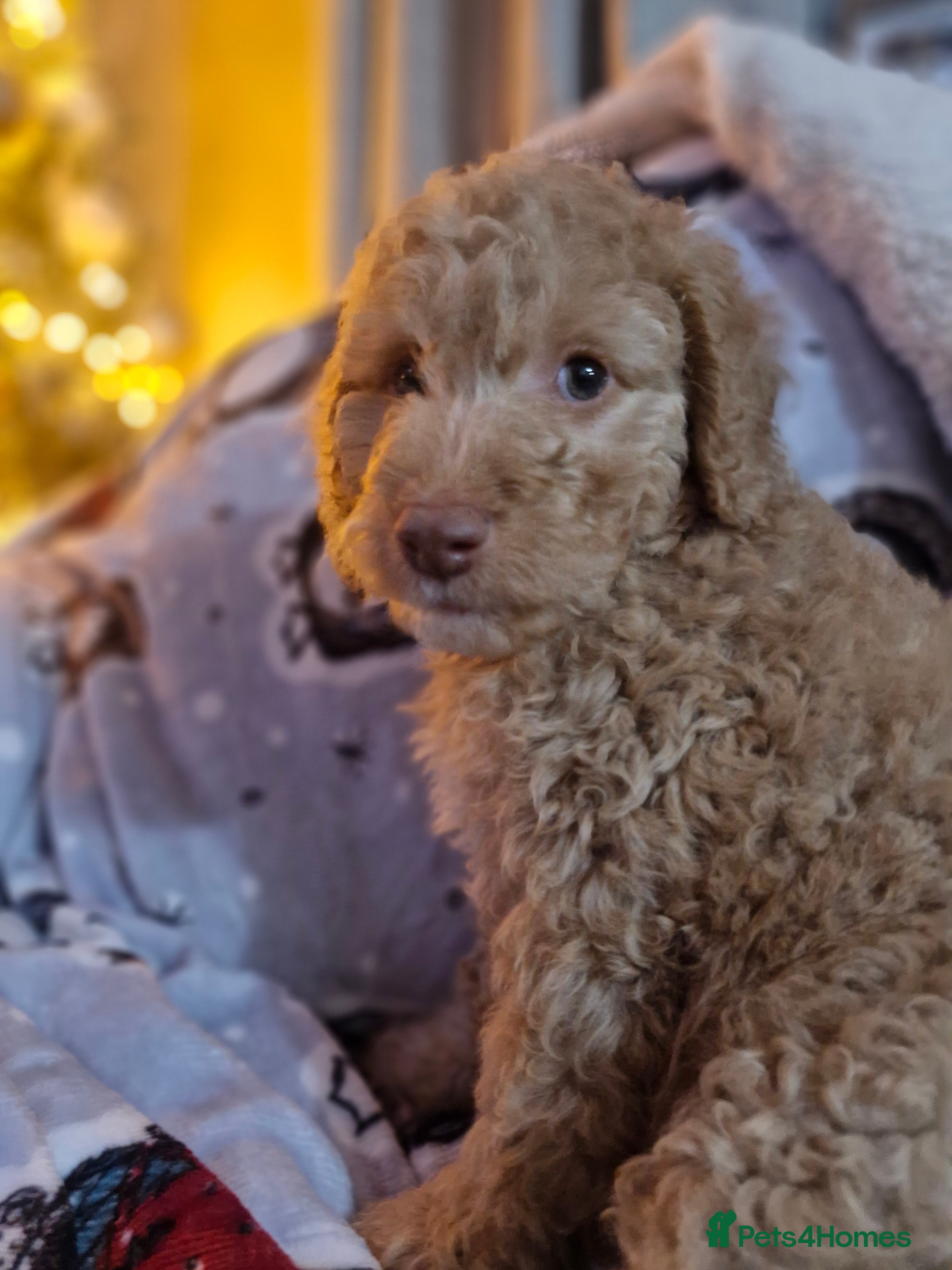 Labradoodle dogs Minuature labradoodle puppies READY NOW - Advert 2