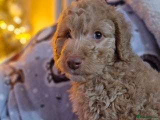 Labradoodle dogs Minuature labradoodle puppies READY NOW - Advert 3