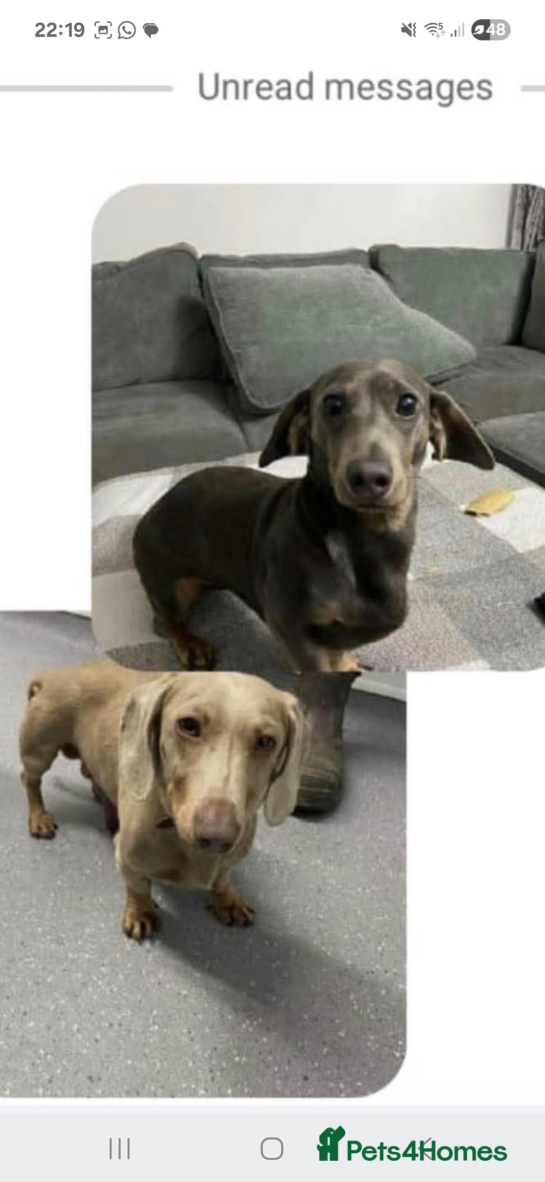 Dachshund dogs for stud: This is Rex - Image 5