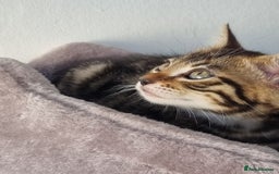 Bengal cats for sale: Last Glitter Brown Bengal - Image 4