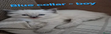 Blue collar - blue point boy
